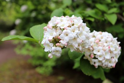 Viburnum x carcephalum - kalina kulovitá - květy